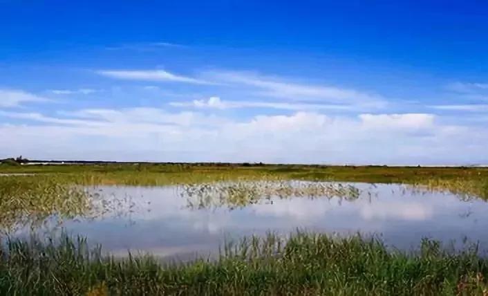 新疆玛纳斯湿地迎来候鸟迁徙,玛纳斯国家湿地公园迎候鸟