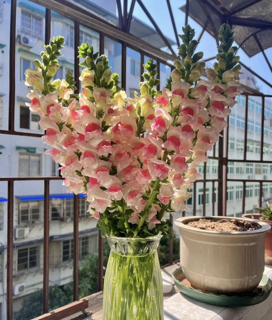 3种花是懒人养花首选,人养花花养人的含义