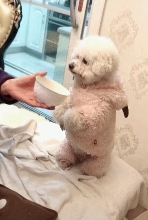 狗狗挑食怎么办最有效的方法,怎么纠正狗狗挑食的习惯