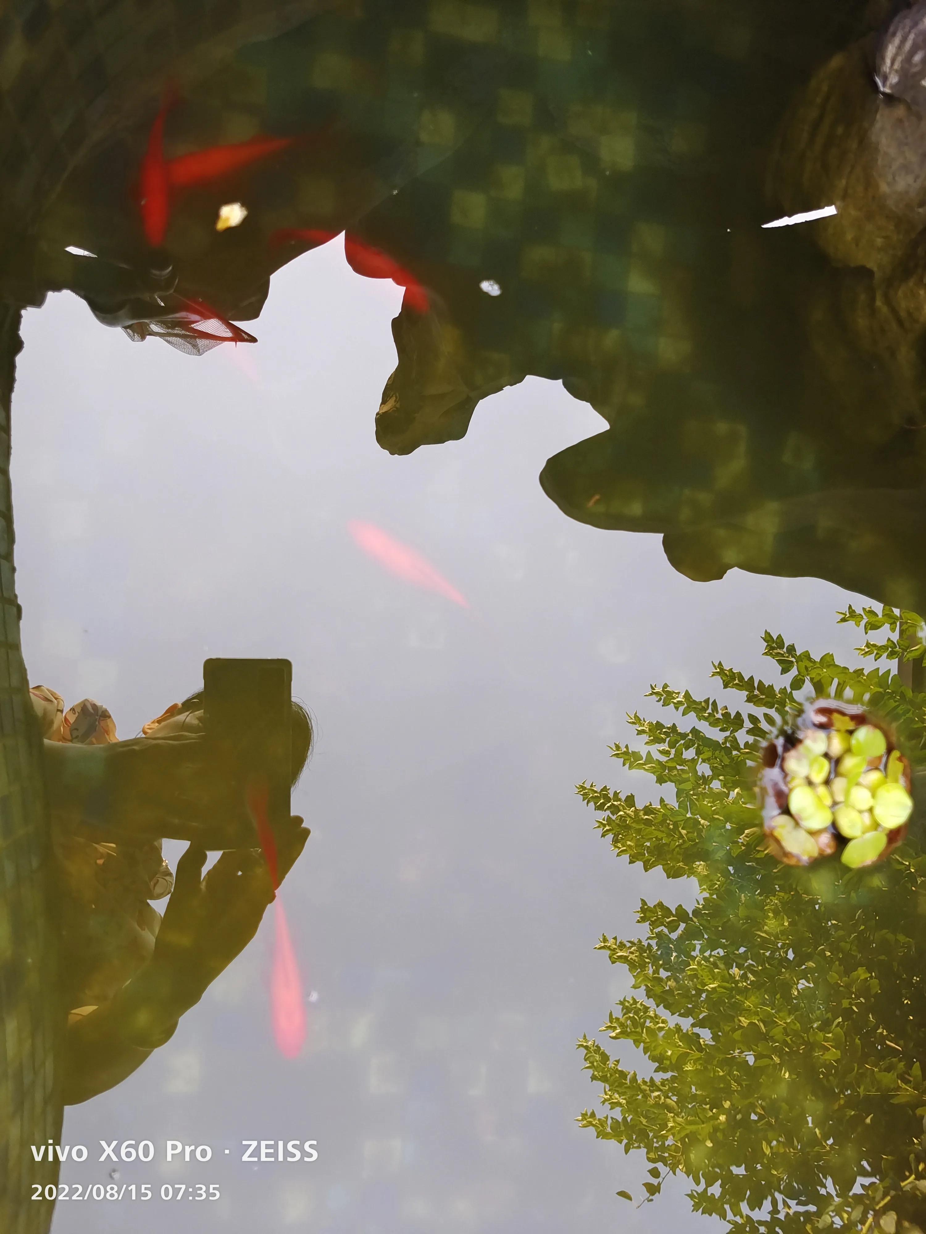 大金鱼怎样保护小金鱼的,家里的金鱼会生小金鱼吗