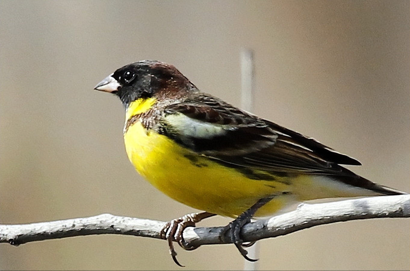 所有鸟图片大全大图,50张最佳鸟类摄影作品