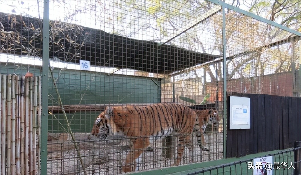 泰国寺庙老虎真实事件,泰国老虎庙事件