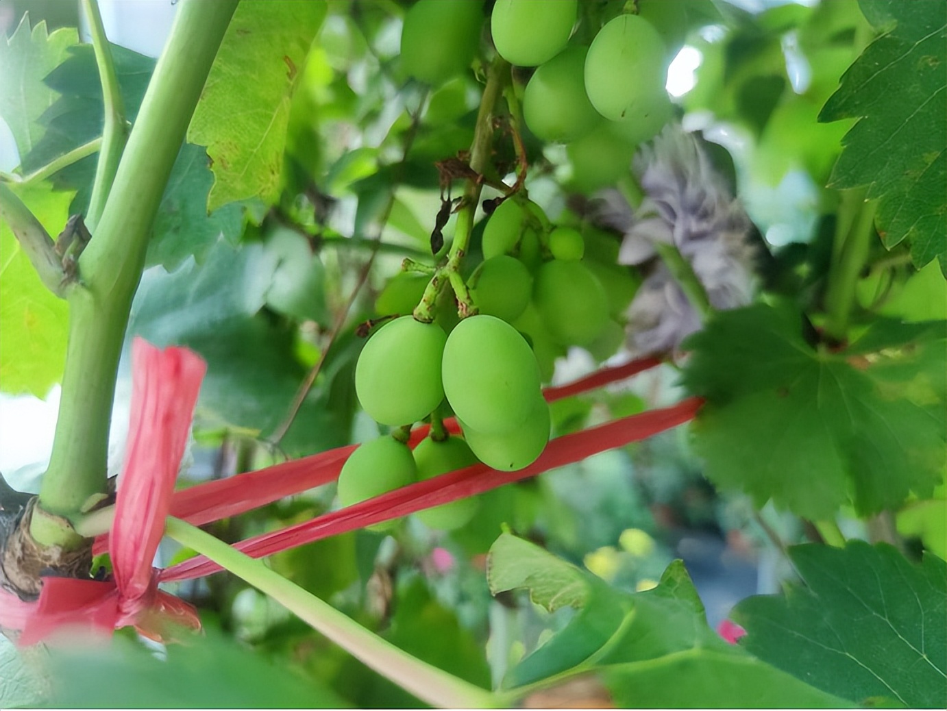 成都最新的花市,成都花市人气旺