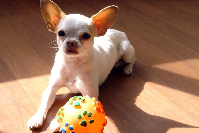 吉娃娃呼吸急促身体发抖,吉娃娃呼吸声音变粗怎么治