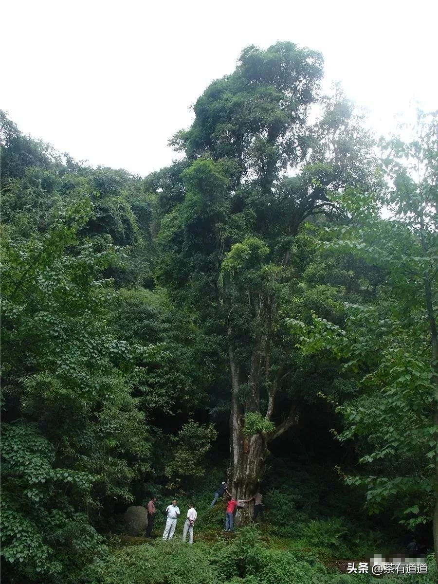 川滇茶马古道上的古镇有哪些,弥渡的茶马古道
