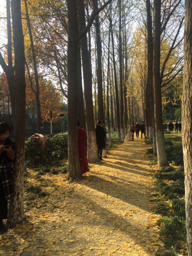 杭州周边赏秋好去处,杭州赏秋最佳攻略