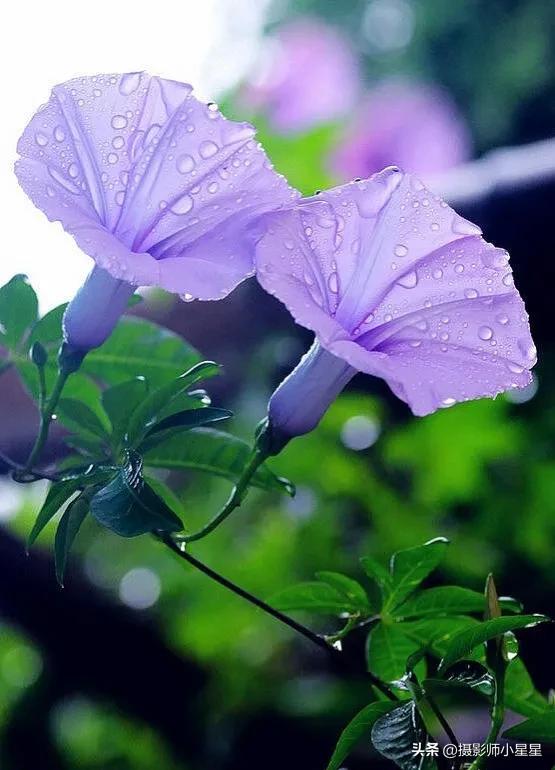 小小牵牛花鲜艳夺目,小小牵牛花教学