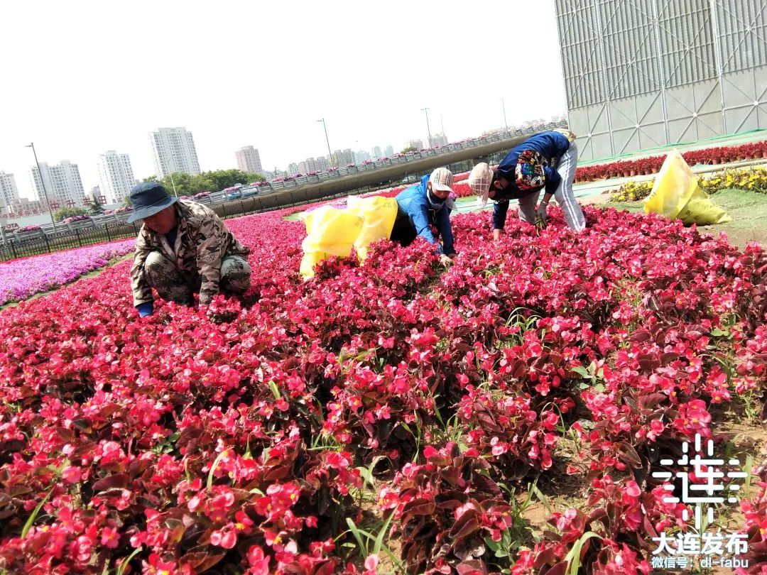 大连独一无二的花园,大连最新的花园