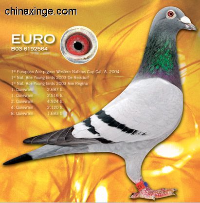 善良比利时莫里斯,比利时速度狂魔