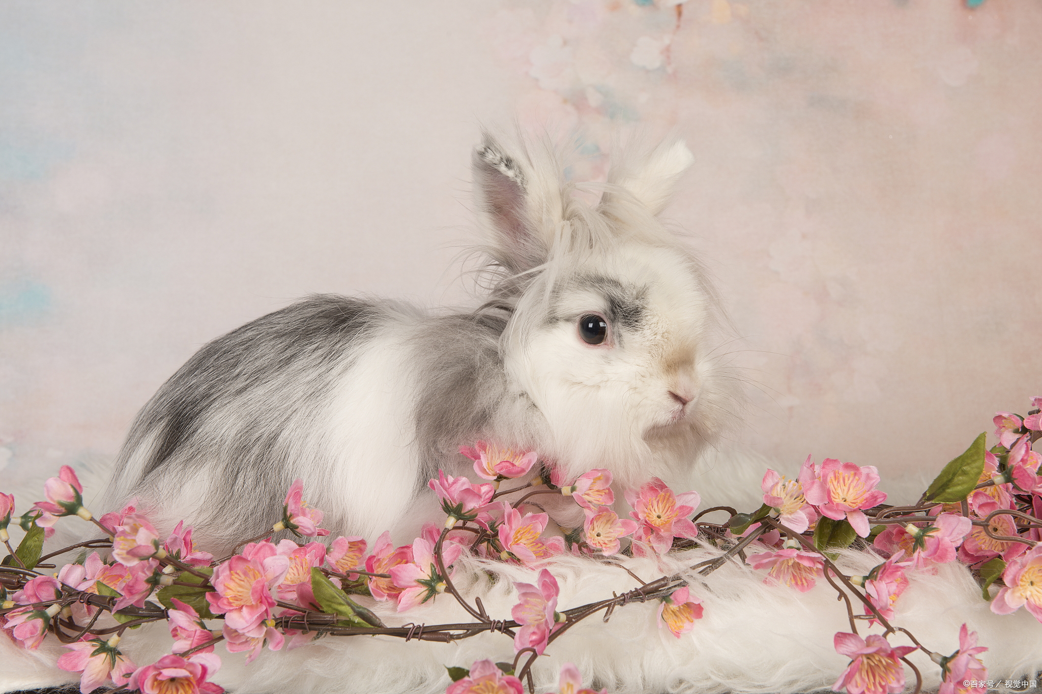 兔子不能洗澡怎么回事,兔子不能洗澡用什么清理