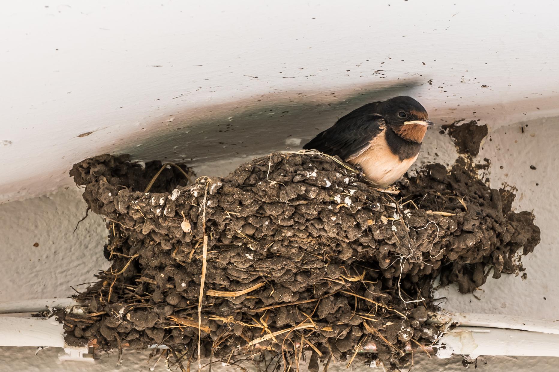 民间说的出了五福是啥意思,五福命格是指哪五福