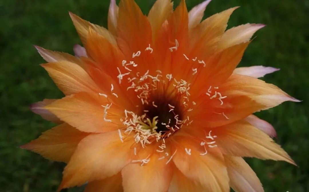 200种·仙人球开花图鉴，大开眼界，美到爆