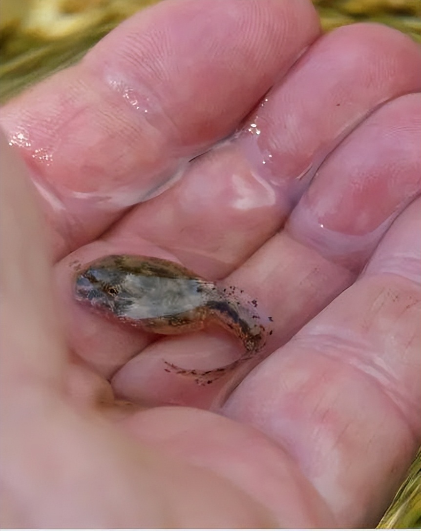 春天，农村孩子最爱到河边玩蝌蚪，它们的嘴巴小得只有针眼大