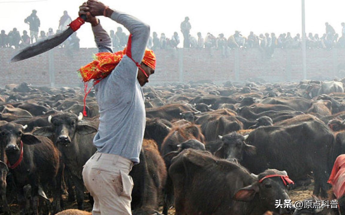 印度泛滥成灾的七大动物，自己不敢吃，想让中国当接盘侠