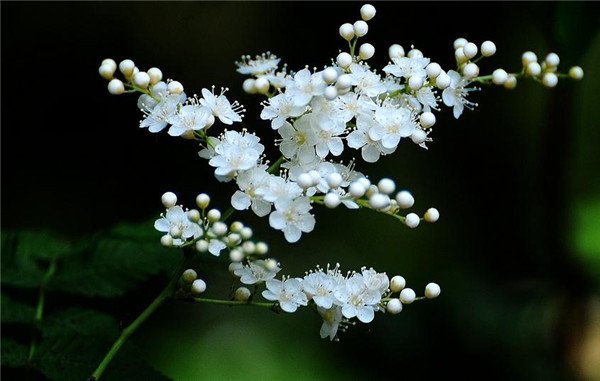适合北方的花卉珍珠梅,珍珠梅的开花图片大全