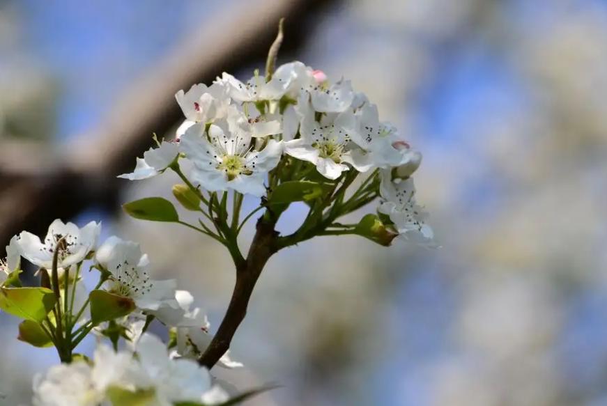 风吹棠梨花，十二首棠梨花的诗词，满树花开，洁白胜雪