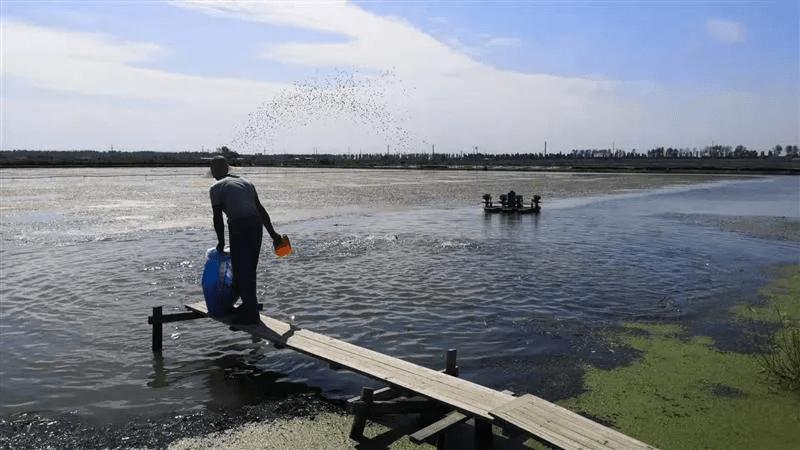 鱼进食过多消化不良怎么办,鱼吃食胀胃怎么办