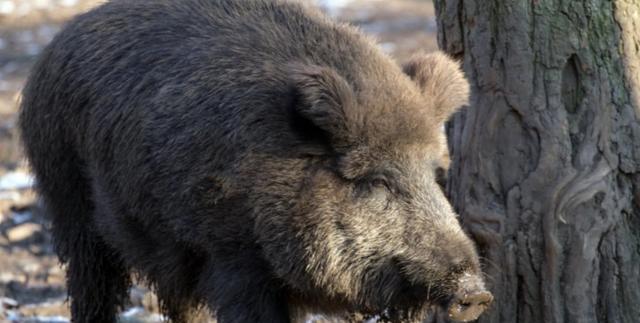 “猪肉热潮！野猪肉首度亮相市场，你绝对不能错过！”