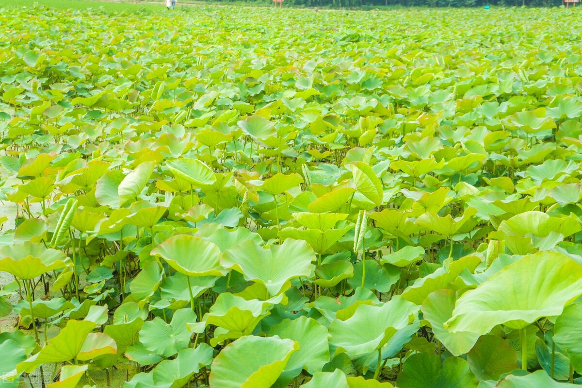 西湖断桥风景美图,西湖三月天美图