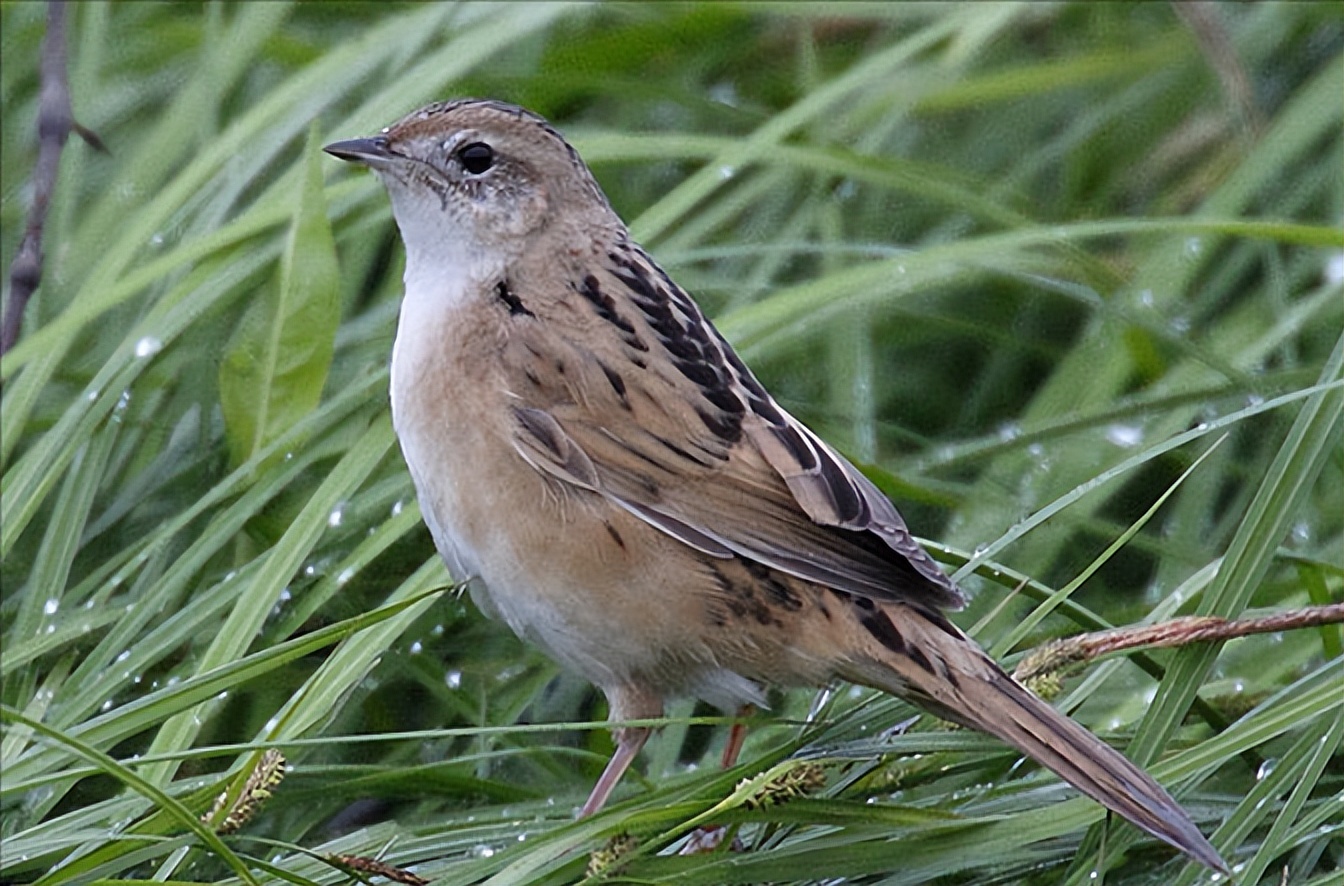 鸟儿大全高清图,高清珍稀鸟动态图片大全