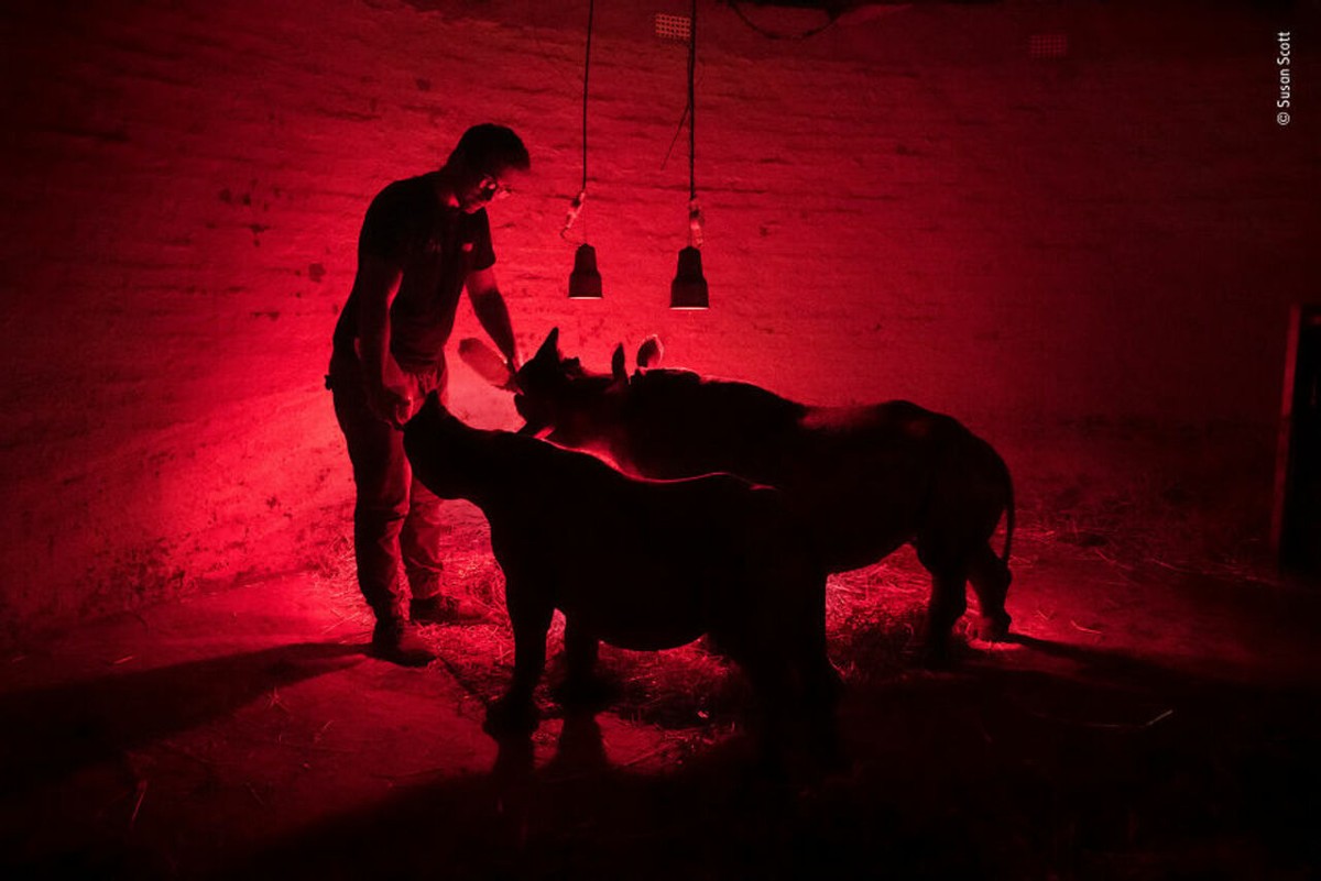 2018年度最佳野生动物摄影作品图集