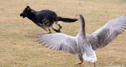 蛇遇到雄黄和硫磺会有什么反应,雄黄驱蛇粉对农作物有没有影响