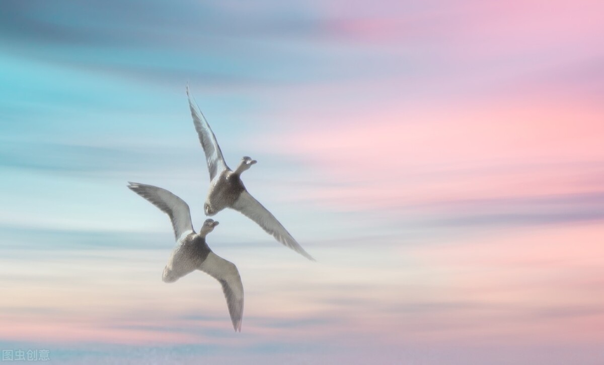 在天愿作比翼鸟的典故,在天愿作比翼鸟下一句是什么