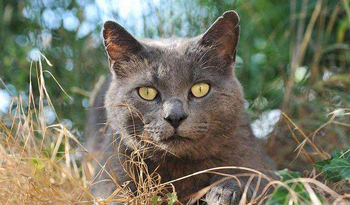 猫咪寿命吉尼斯纪录,寿命最长的猫咪品种排名