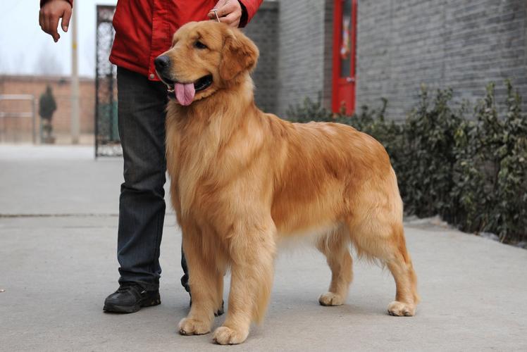 哪个品种的狗狗又好养又乖巧懂事,建议新手养的10种便宜狗狗不掉毛