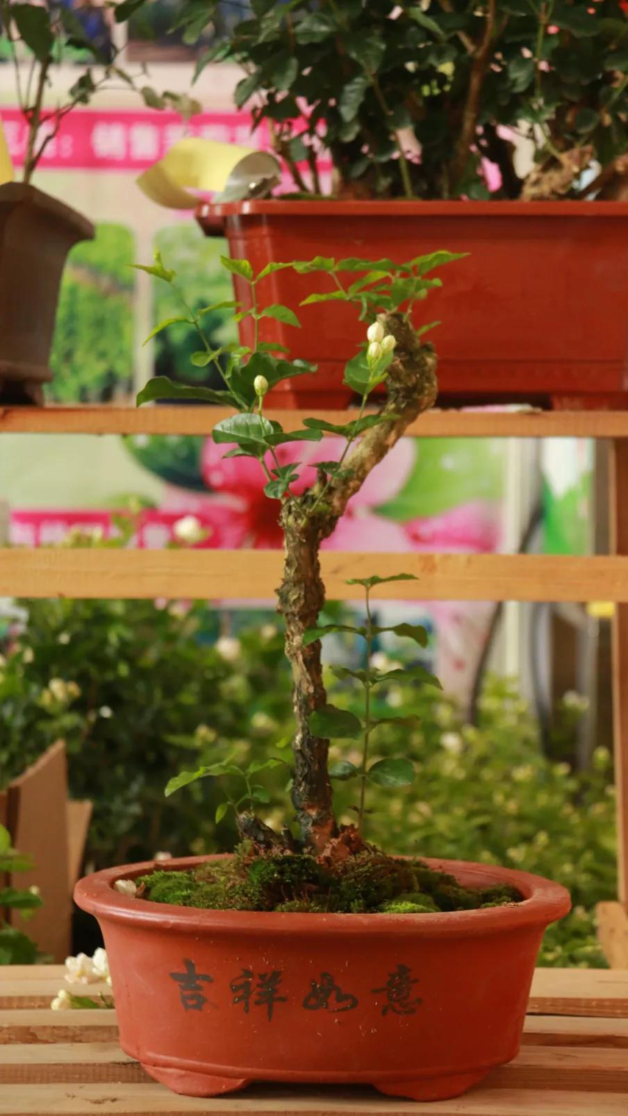 好一朵横州茉莉花搭上“电商快车”走天下