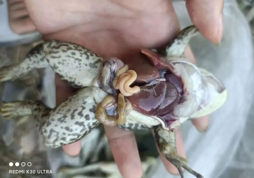 养蛙场死蛙的处理方式,石蛙常见病害的防治方法