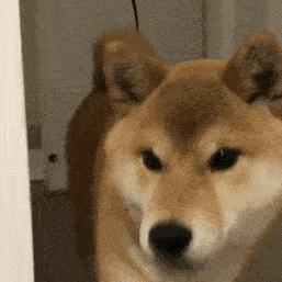 但凡给狗*载下**一个反诈APP，它都不至于被骗这么久