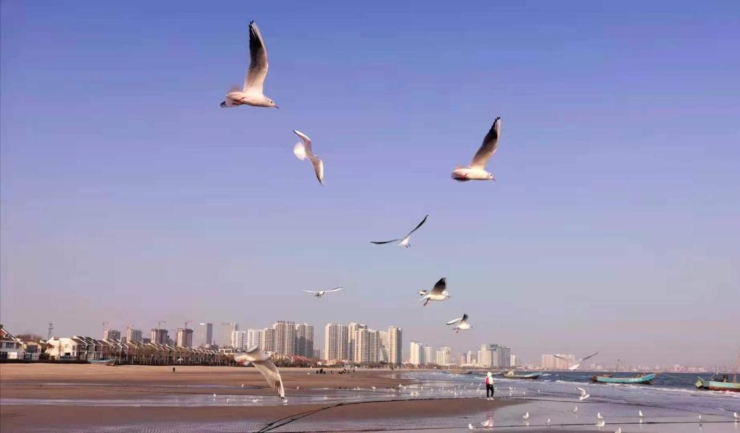 秦皇岛鸽子窝最佳观鸟地点,秦皇岛观鸟时间