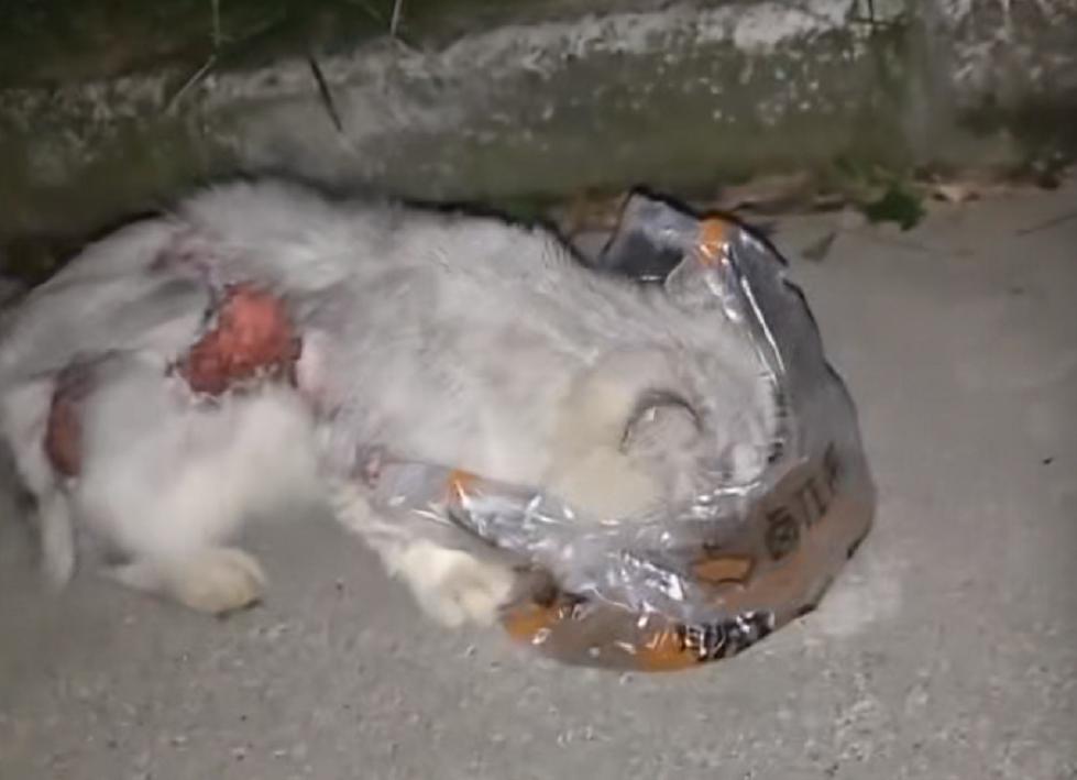 猫咪烫伤之后恢复的样子是什么样,流浪猫烫伤会自愈吗