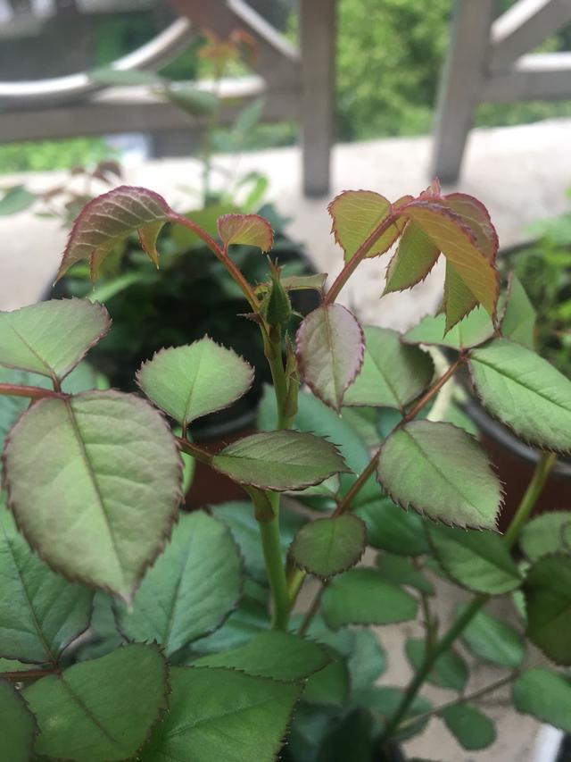 玫瑰老桩叶子掉光了怎么办,玫瑰老桩几天出叶