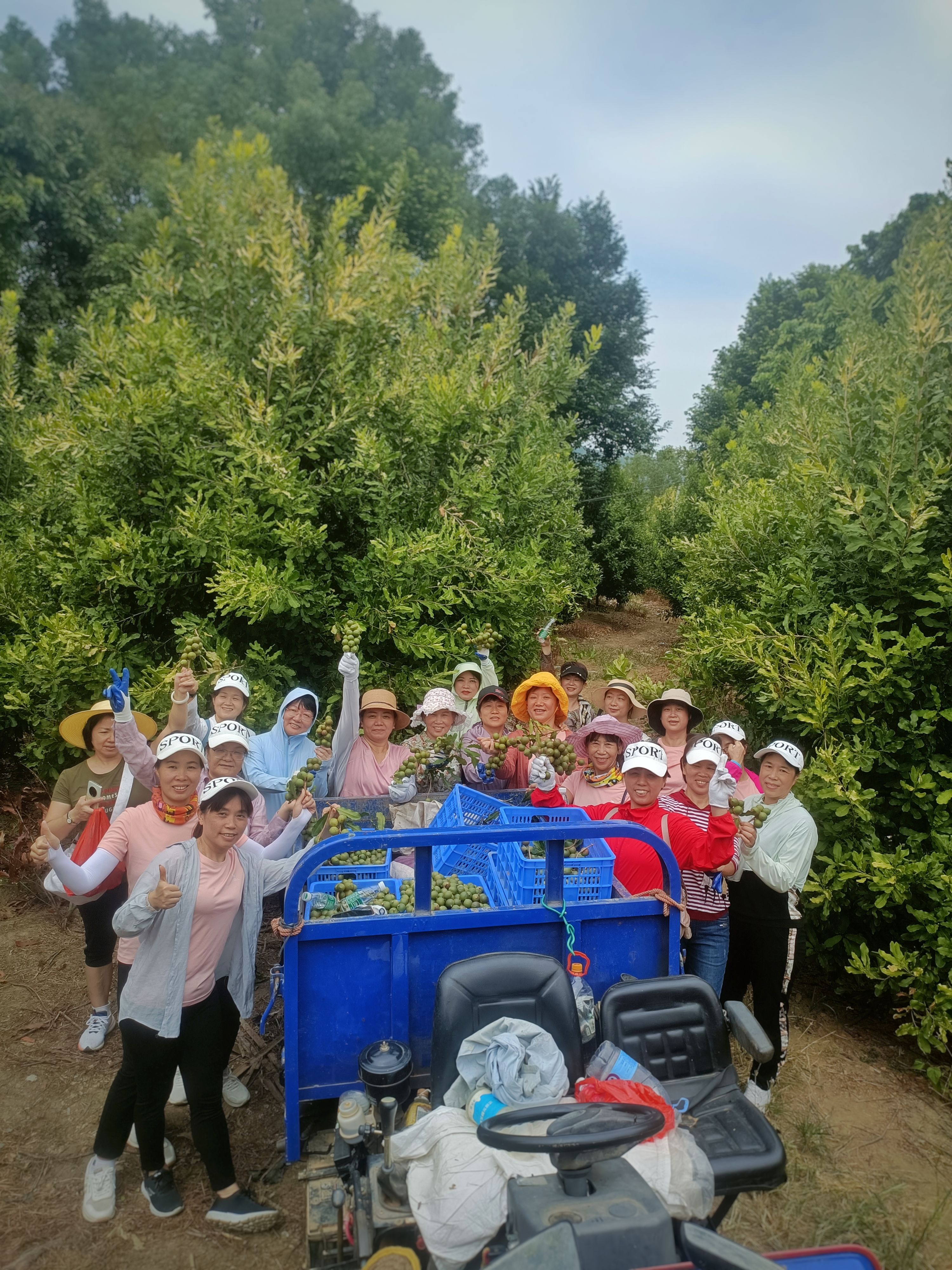 澳洲坚果采摘视频,澳洲坚果摘果