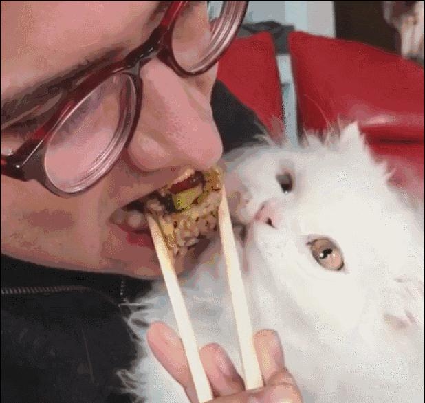 猫咪舔人的行为原来隐藏这些秘密,猫咪舔你手又咬是什么意思