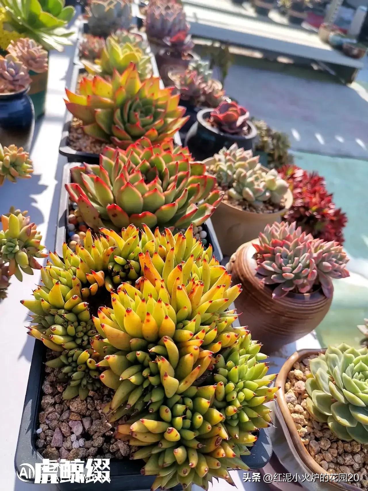 那些年我踩过的雷,那些年我踩过的坑原视频