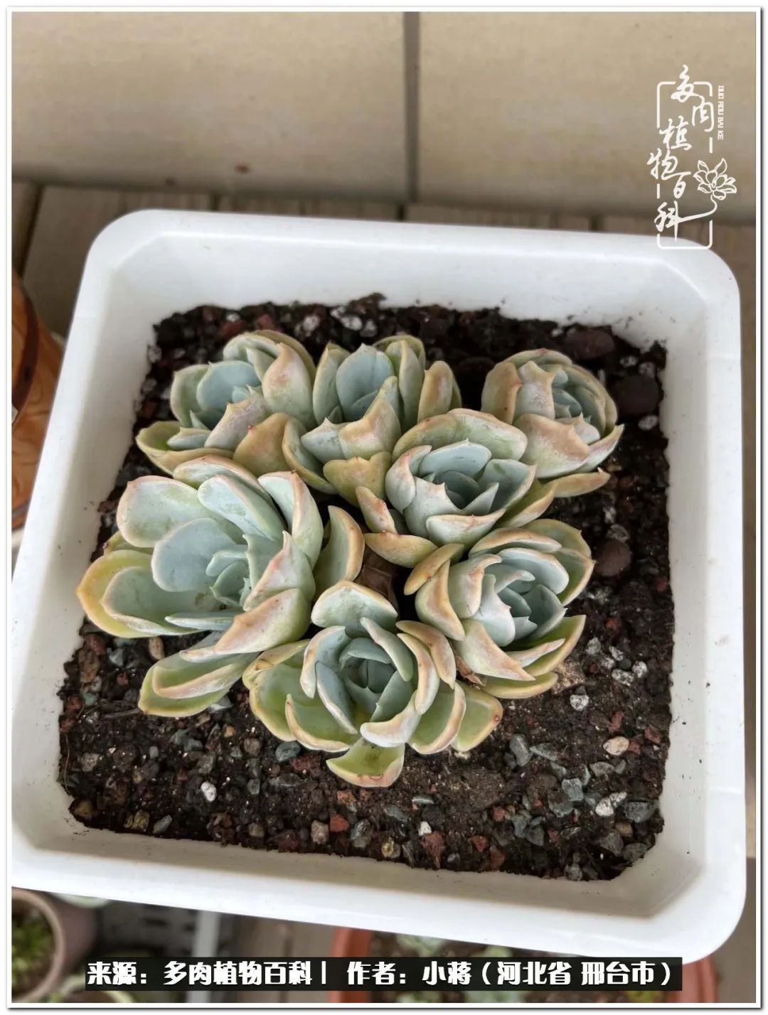 我与多肉植物之间的故事,我和多肉十二卷的故事100字