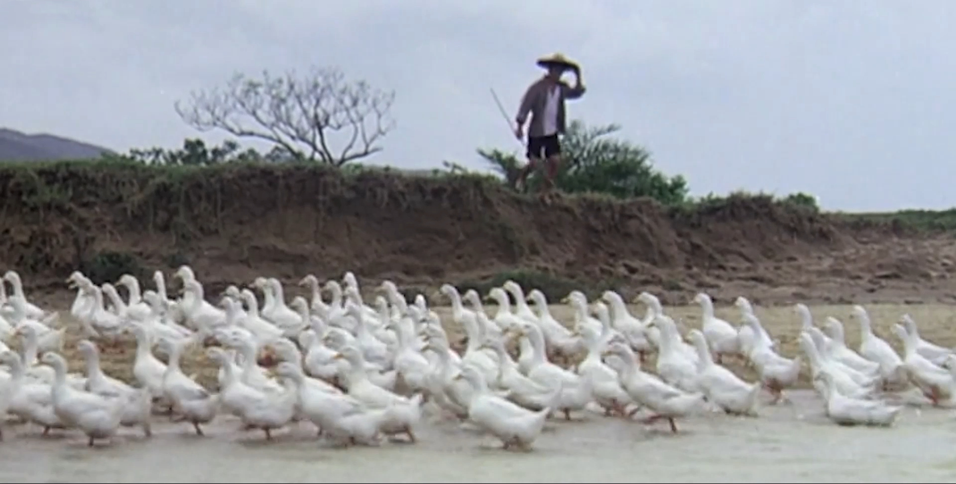 赶鸭的小伙,赶鸭子的小伙子