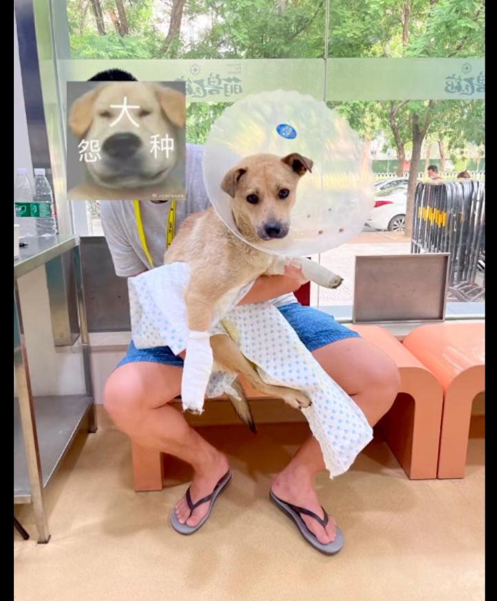 狗从14楼跳下后续救活,狗截肢