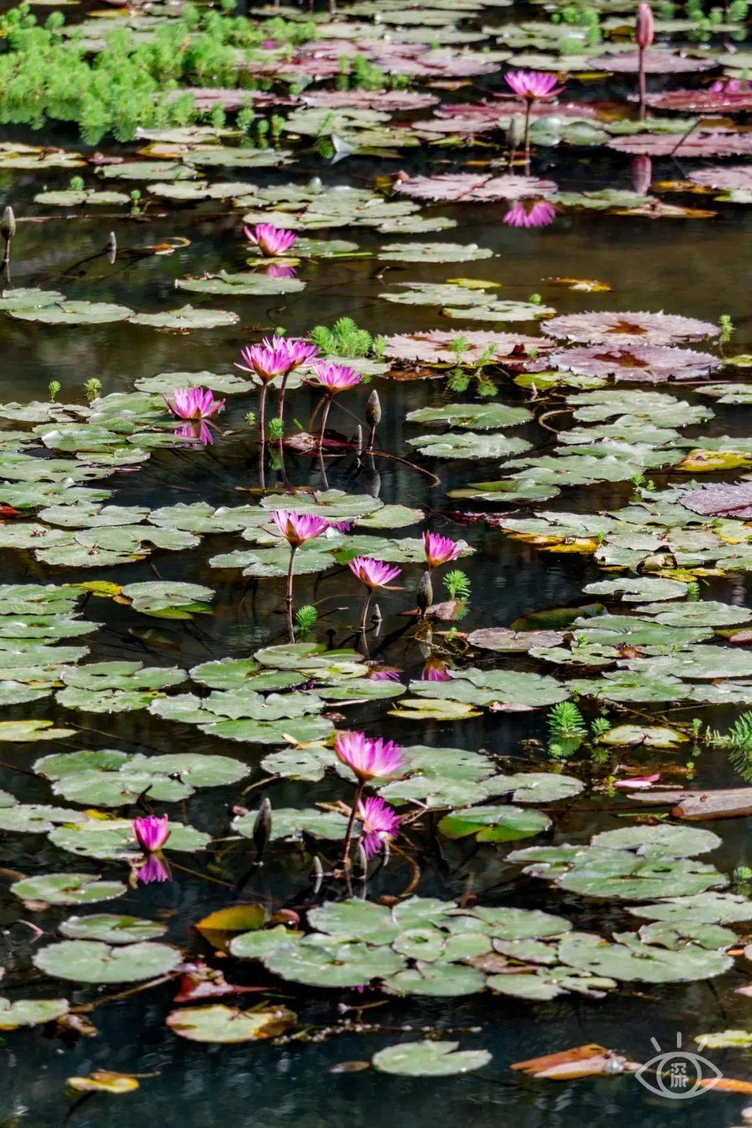 十大风景最美的湖泊排行榜,深圳风景美丽的湖泊