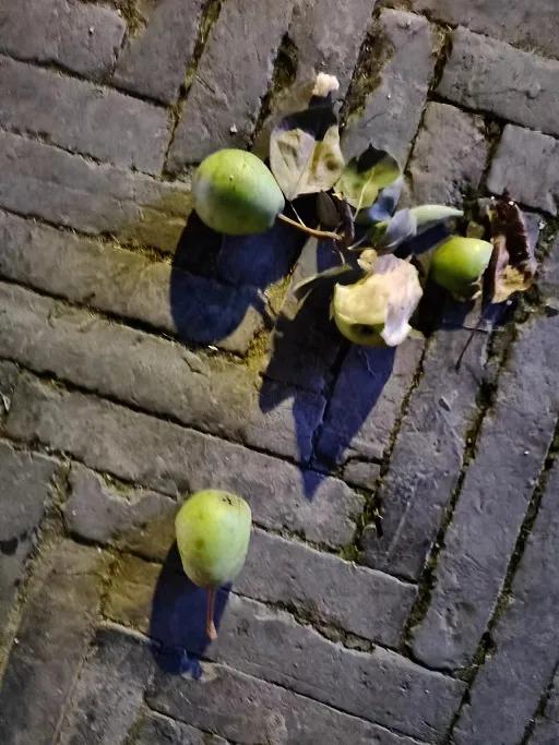 暴殄“果”物，家教有“疾”