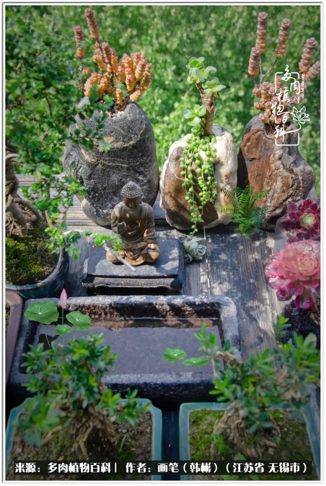 盆景多肉常遇到的问题,多肉盆景无穷小