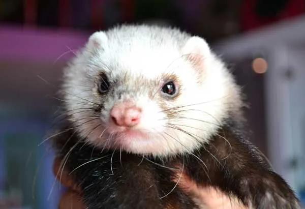 貂可以穿一年四季吗,貂可以搭配什么穿