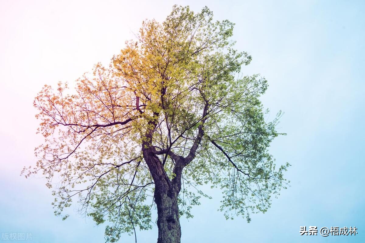 微信头像判断男生性格,通过微信头像判断人的性格