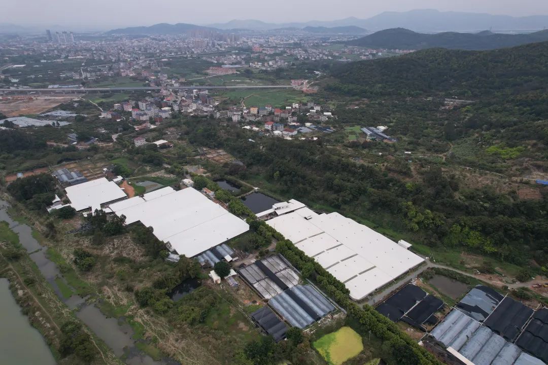 日本鳗鱼福建造，福建人林文生：一吨鳗鱼18万，利润五成