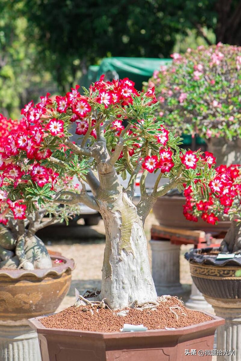 推荐10种最适合夏天养的花,君子兰开花时夏天几天浇一次水