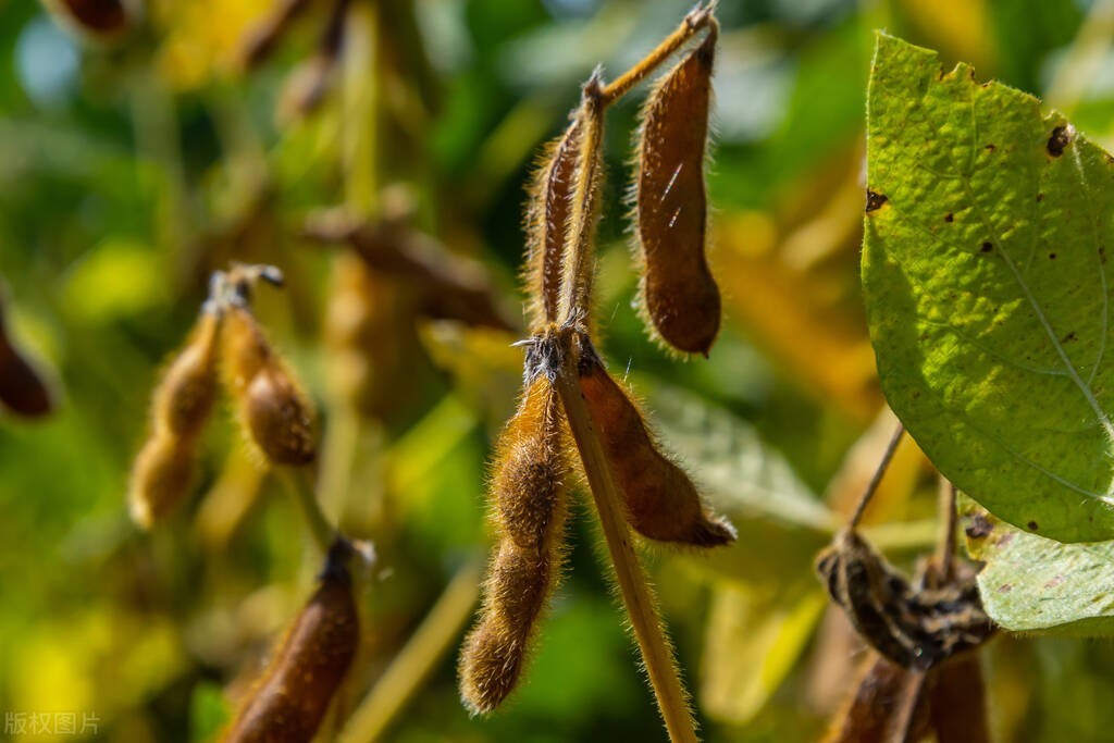 今日黑龙江大豆价格最新行情表,黑龙江18年大豆价格补贴啥时候发
