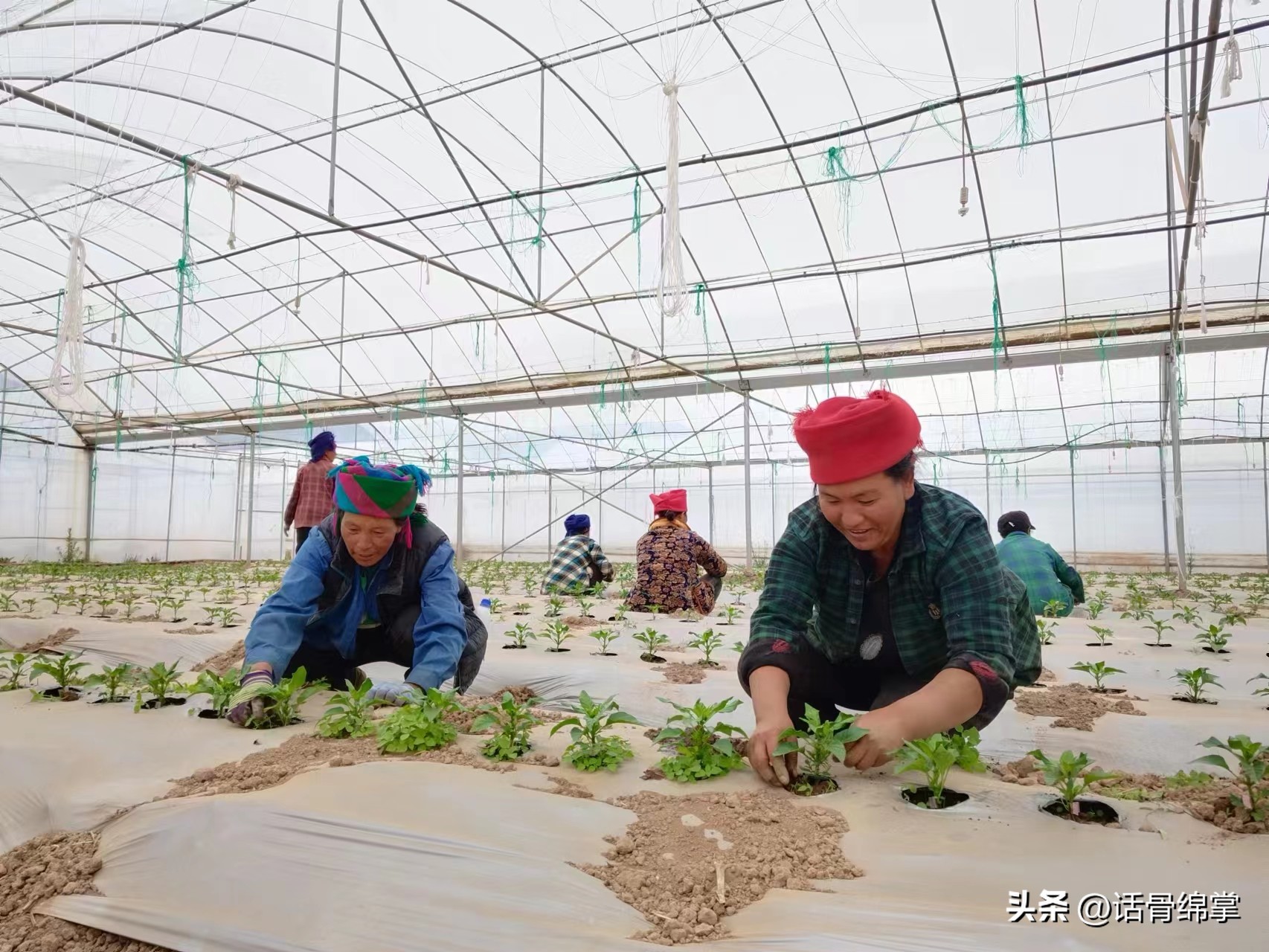 姹熸补骞虫鑱斿姩鍙戝睍,缁甸槼姹熸补鍗忓悓鍙戝睍